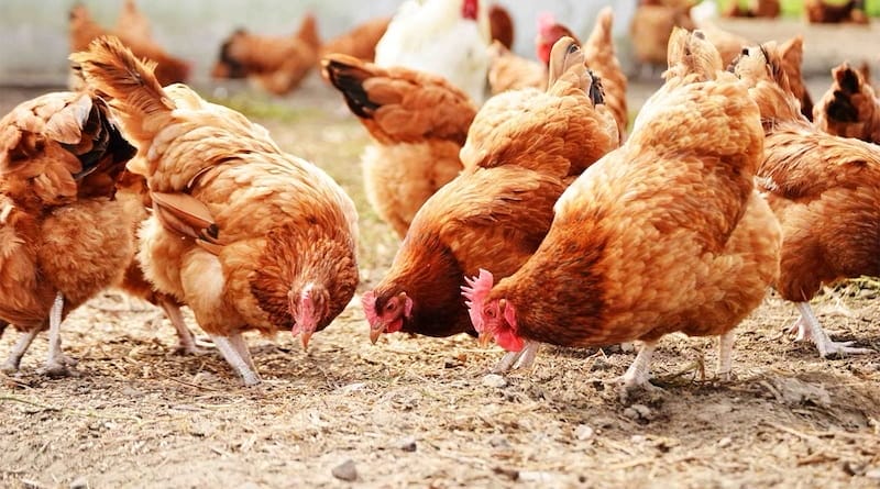 Nguyên nhân và cách chữa gà bị phù