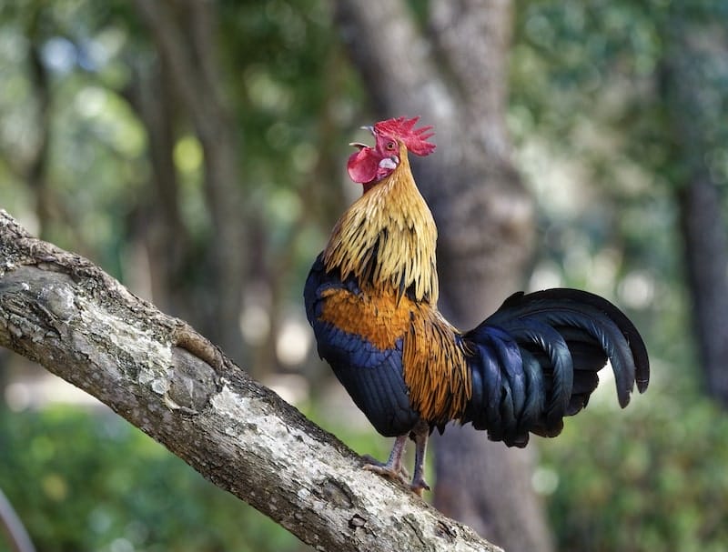 Cách phòng ngừa gà bị yếu chân