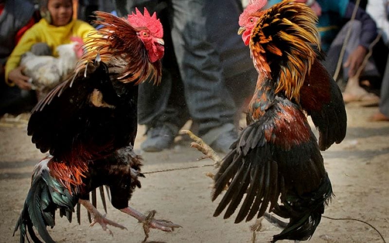 Đá gà trực tiếp từ lâu đã trở thành hình thức giải trí hấp dẫn được quan tâm