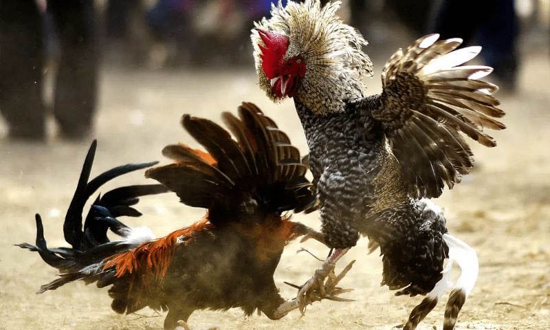 Gà đá hầu kiềng là thuật ngữ được sử dụng để chỉ một lối đá của chiến kê