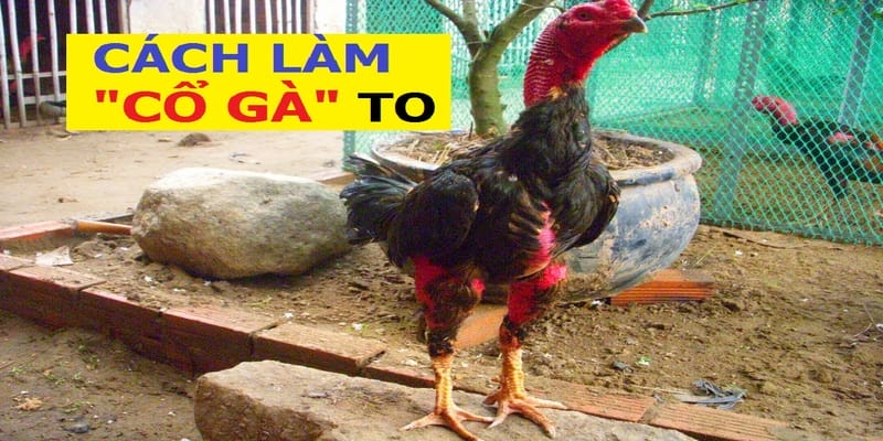 Đặc điểm của cần cổ gà và cách làm cổ gà chọi to