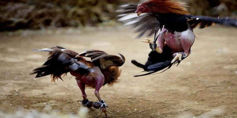 Nguyên nhân nuôi gà đá độ được phổ biến hiện nay