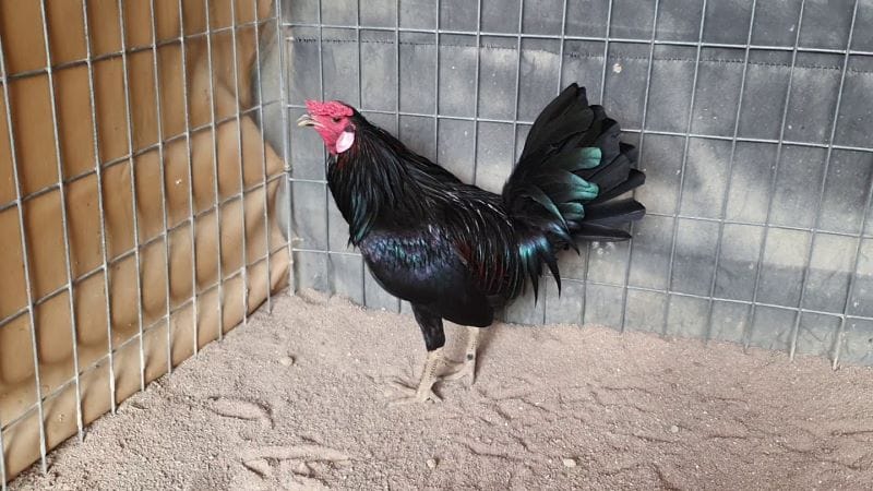giá gà tre cảnh Hướng dẫn chọn gà tre cảnh đẹp cực đơn giản