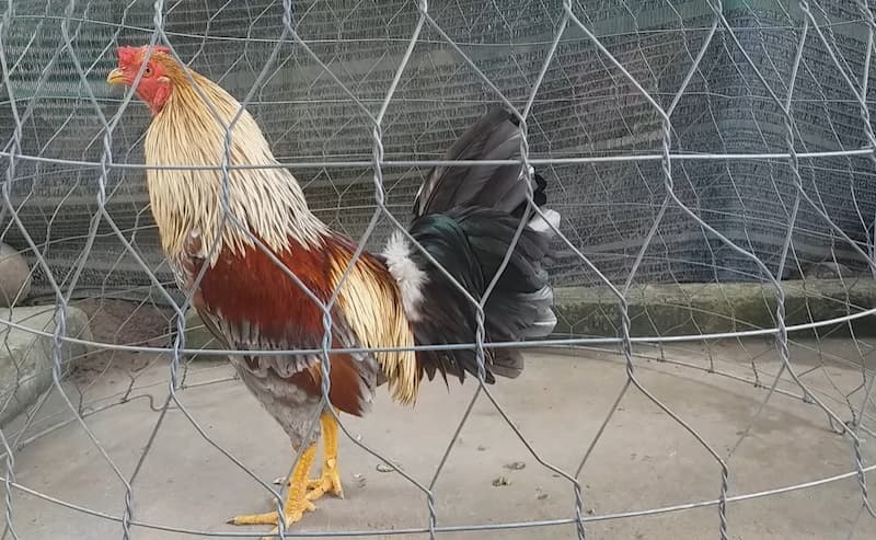 Cách làm cho gà lì đòn Cách làm cho gà lì đòn