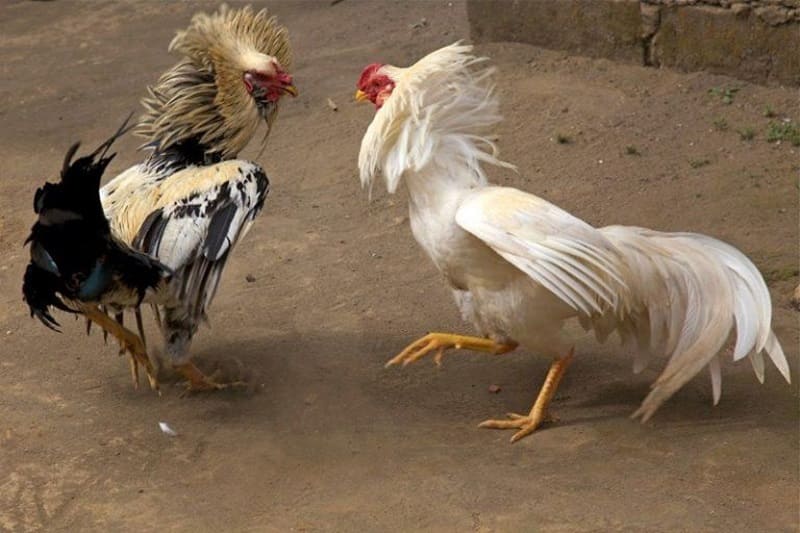 Cách nuôi gà đá không bị hốc Cách nuôi gà đá không bị hốc