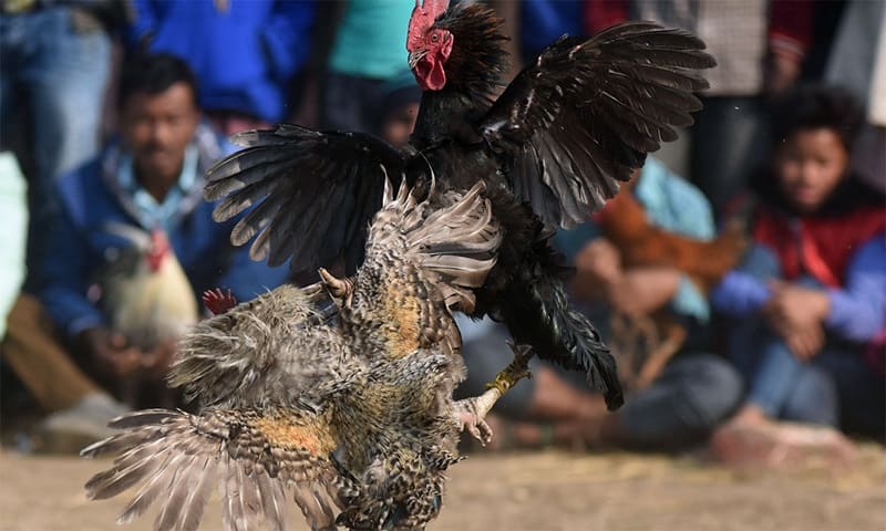 Cách nuôi gà đá không bị hốc Cách nuôi gà đá không bị hốc