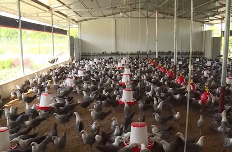 gà ai cập 3 máu gà ai cập 3 máu