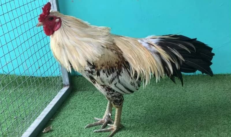 gà chuối lửa Chăm sóc chế độ ăn