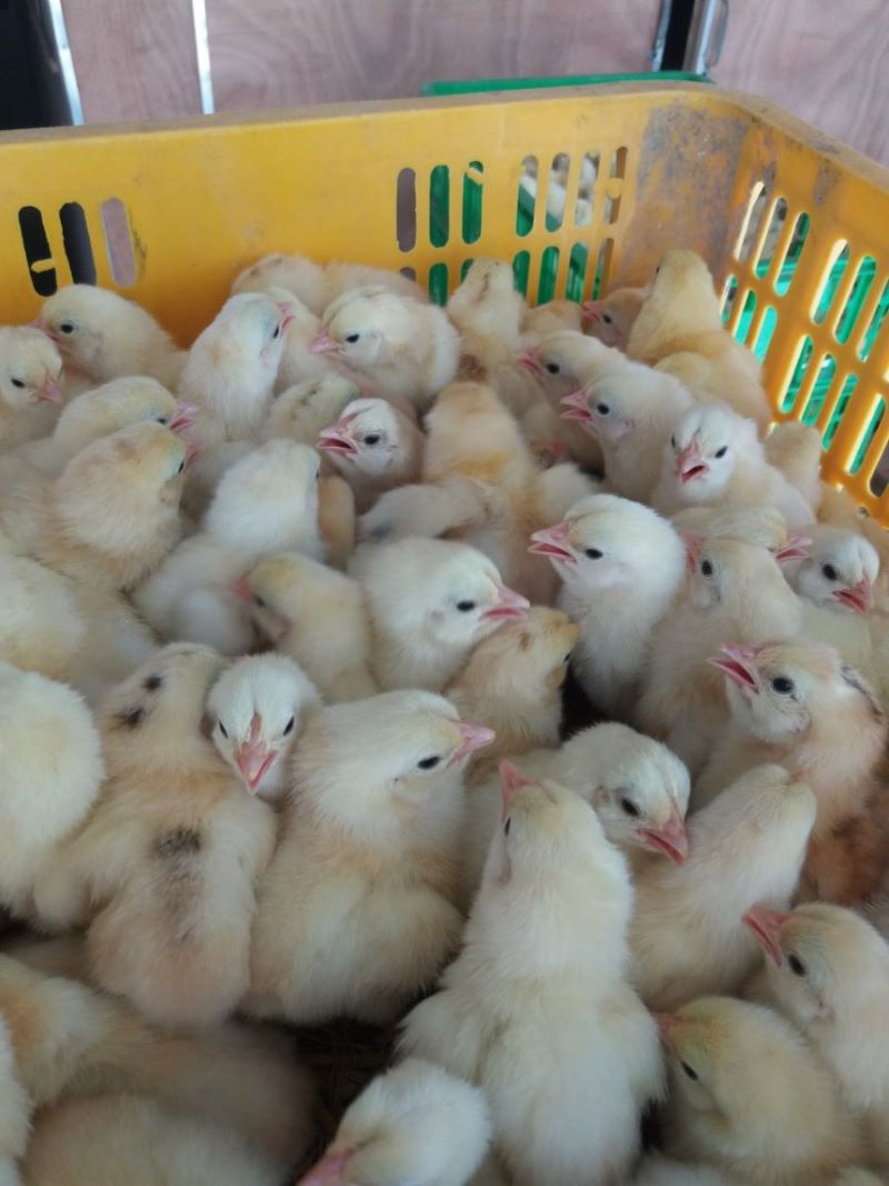 gà lạc thủy gà lạc thủy