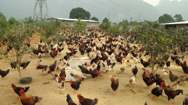 gà lạc thủy gà lạc thủy