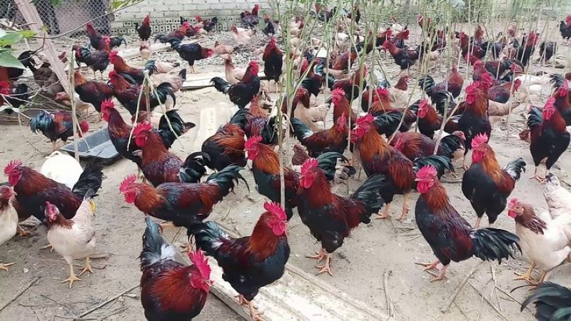 gà lạc thủy gà lạc thủy