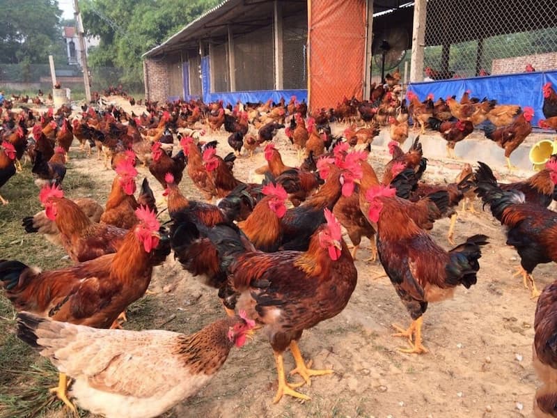 gà ri tía mận thuần chủng gà ri tía mận thuần chủng