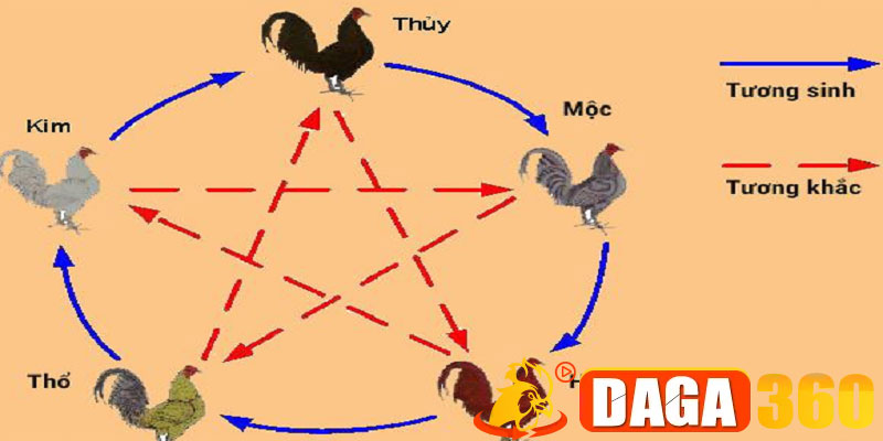 Nền Tảng Ngũ Hành Trong Việc Xem Màu Mạng Gà