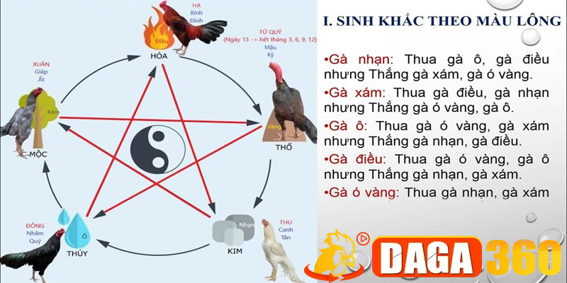 Xem Màu Mạng Gà Đá Theo Ngày